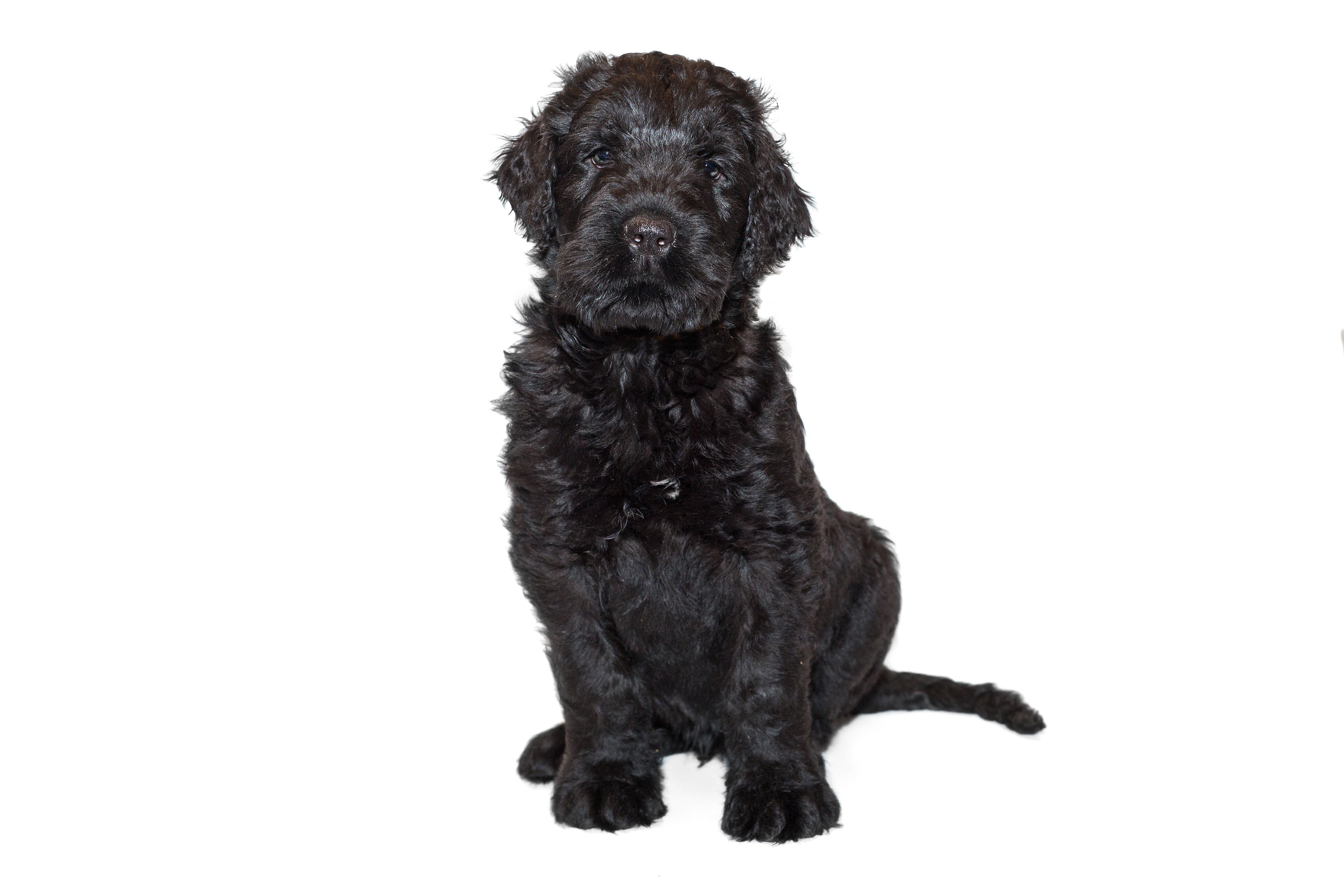 Black Russian Terriers for Adoption in Waconia, Minnesota | Petfinder